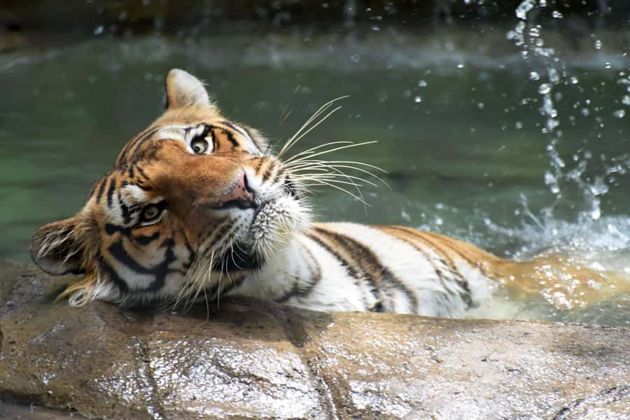Rio de Janeiro: BioParque Guided Tour with Transfer - Entering a park built around conservation