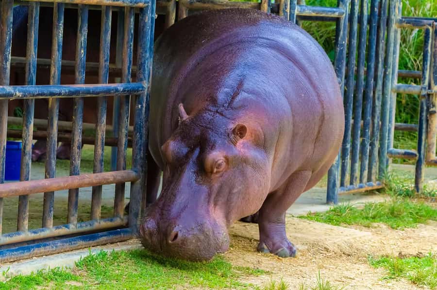 Rio de Janeiro: BioParque Guided Tour with Transfer - Why the guide matters more than the ticket alone