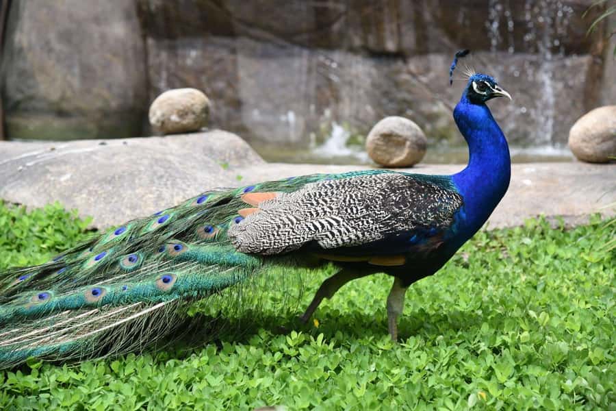 Rio de Janeiro: BioParque Guided Tour with Transfer - Small details that improve the visit