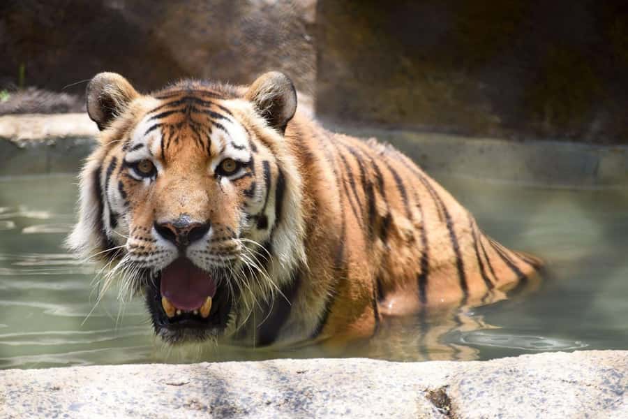 Rio de Janeiro: BioParque Guided Tour with Transfer - Cancellation and booking flexibility