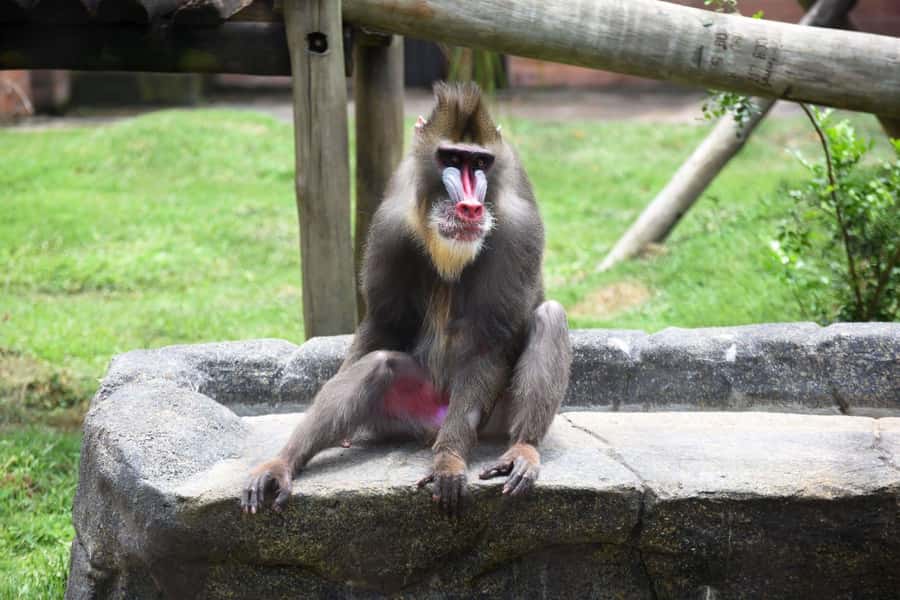 Rio de Janeiro: BioParque Guided Tour with Transfer - Hotel pickup makes the morning easier