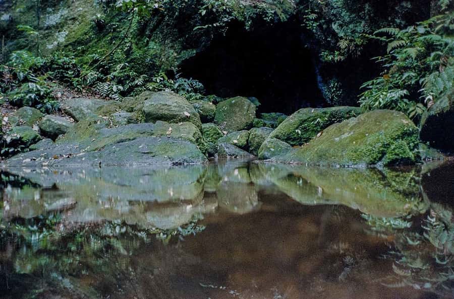 Rio de Janeiro: Botanical Garden & Tijuca Forest Guided Tour - Key points at a glance