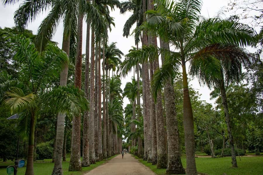 Rio de Janeiro: Botanical Garden & Tijuca Forest Guided Tour - Chinese View and the best photo pauses