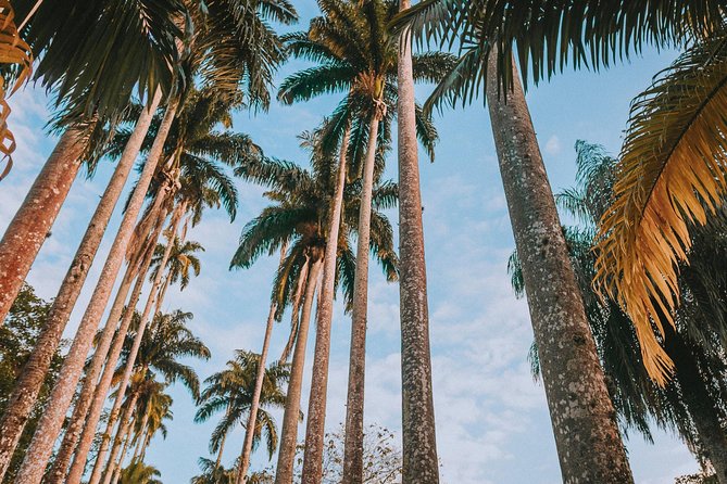 Rio de Janeiro Botanical Garden & Tijuca Forest Tour - Why this tour makes sense in Rio