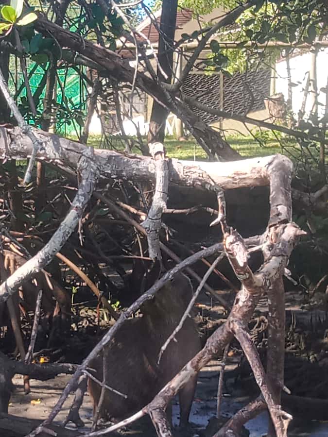 Rio de Janeiro: Cariocando na Floresta da Tijuca - Why Tijuca Forest makes a smart Rio day