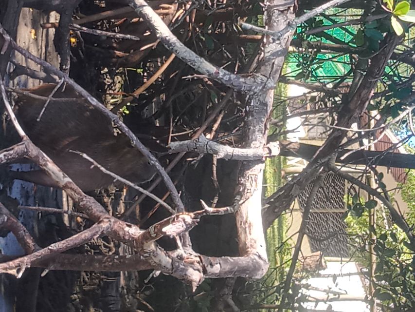 Rio de Janeiro: Cariocando na Floresta da Tijuca - Transport coverage and the value of the price