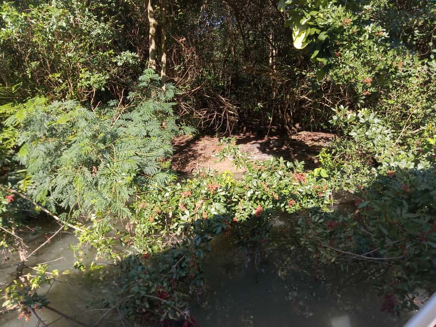 Rio de Janeiro: Cariocando na Floresta da Tijuca - What the five-hour walk is really like