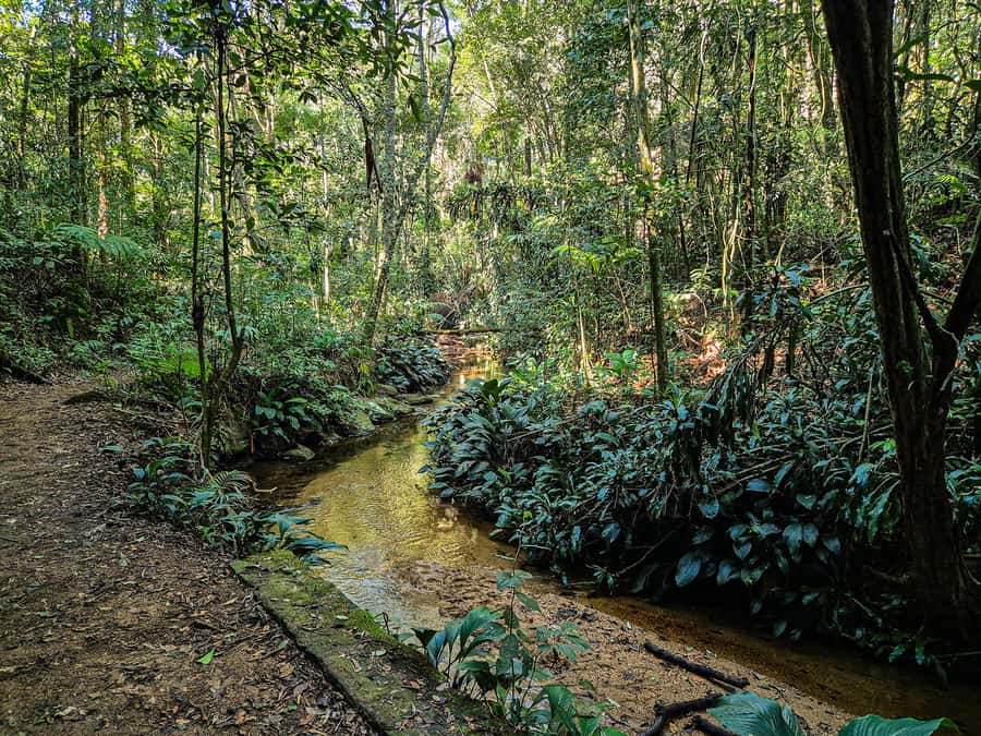 Rio de Janeiro: Guided Jeep Tour through Tijuca Rainforest - Vista Chinesa and the reforestation story