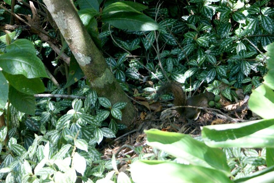 Rio de Janeiro: Guided Jeep Tour through Tijuca Rainforest - Mesa do Imperador and the road through Tijuca