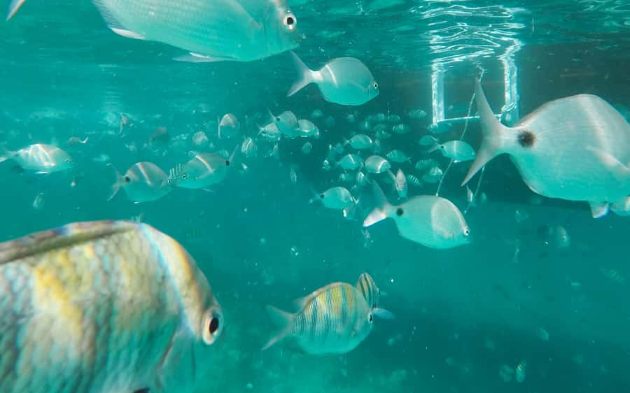 Rio de Janeiro: Ilha Grande with Boat Tour & Optional Lunch - What the $65 price really covers