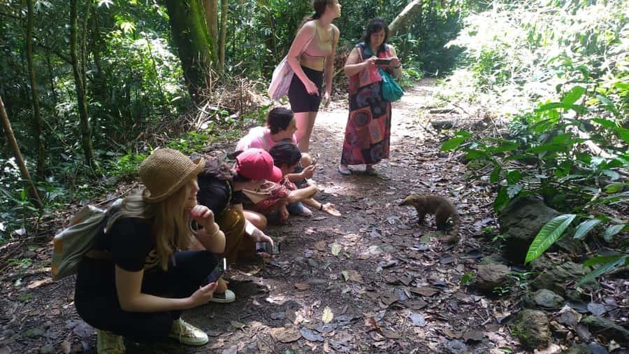 Rio de Janeiro: Jeep Tour in the Tijuca Forest - Wildlife is a bonus, not a promise