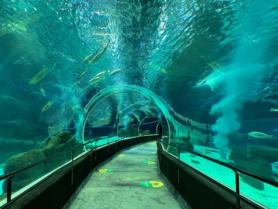 Rio de Janeiro: Marine Aquarium Entry Tickets - Key points to know before visiting