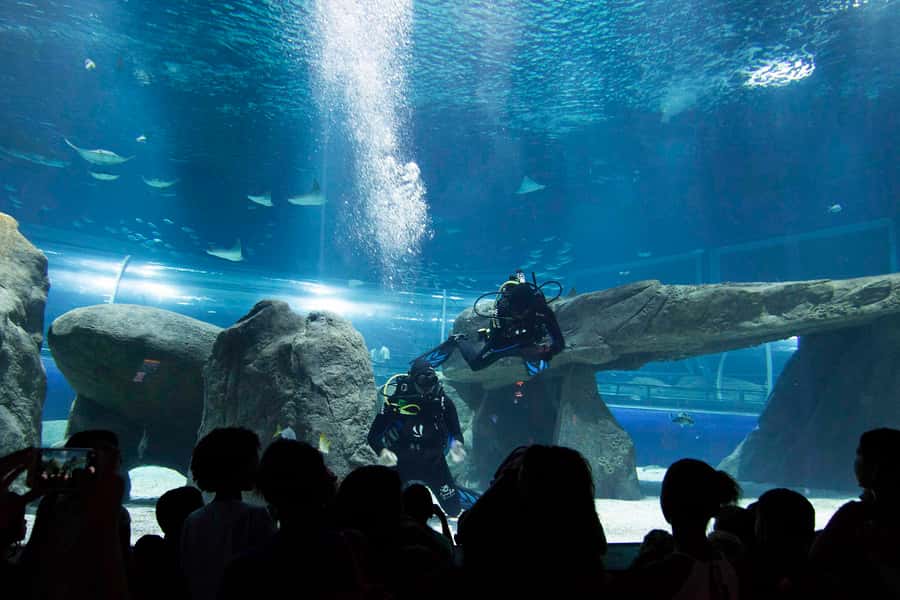 Rio de Janeiro: Marine Aquarium Entry Tickets - What AquaRio offers in 26,000 square meters