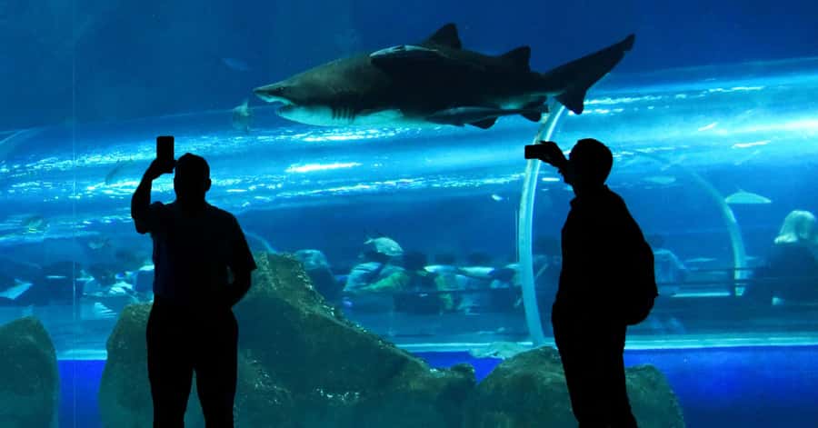 Rio de Janeiro: Marine Aquarium Entry Tickets - Planning a two-hour visit at AquaRio
