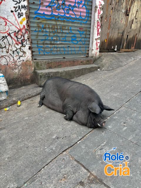 Rio de Janeiro: Rocinha Favela guided tour - Key points before you book