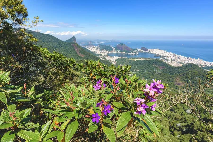 Rio de Janeiro: Tijuca National Park & Botanic Garden Tour - Vista Chinesa brings Rio’s peaks into view