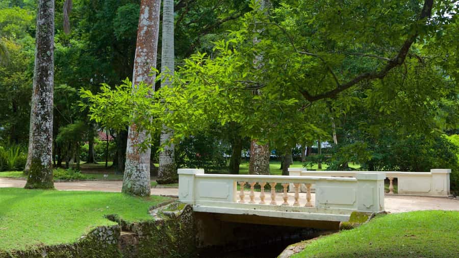Rio de Janeiro: Tijuca National Park & Botanic Garden Tour - The Botanical Garden changes the pace