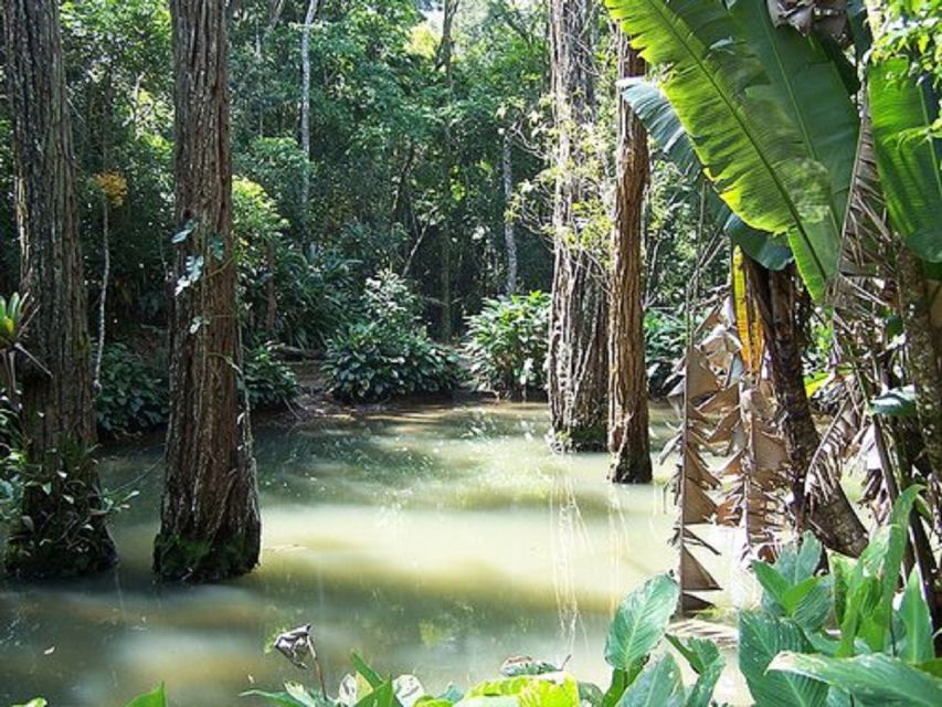 Rio de Janeiro: Tijuca National Park EcoTour - FAQ
