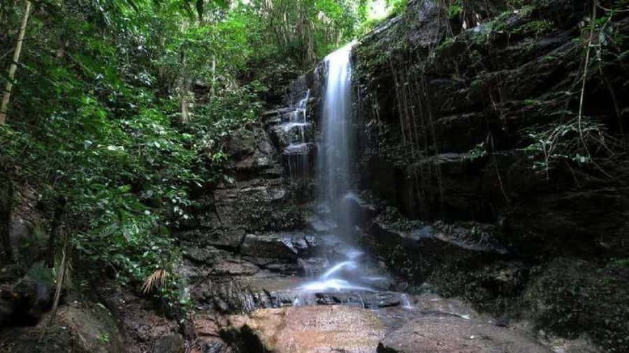 Rio de Janeiro: Tijuca National Park EcoTour - The 7:20 a.m. Pickup From Rio’s South Zone