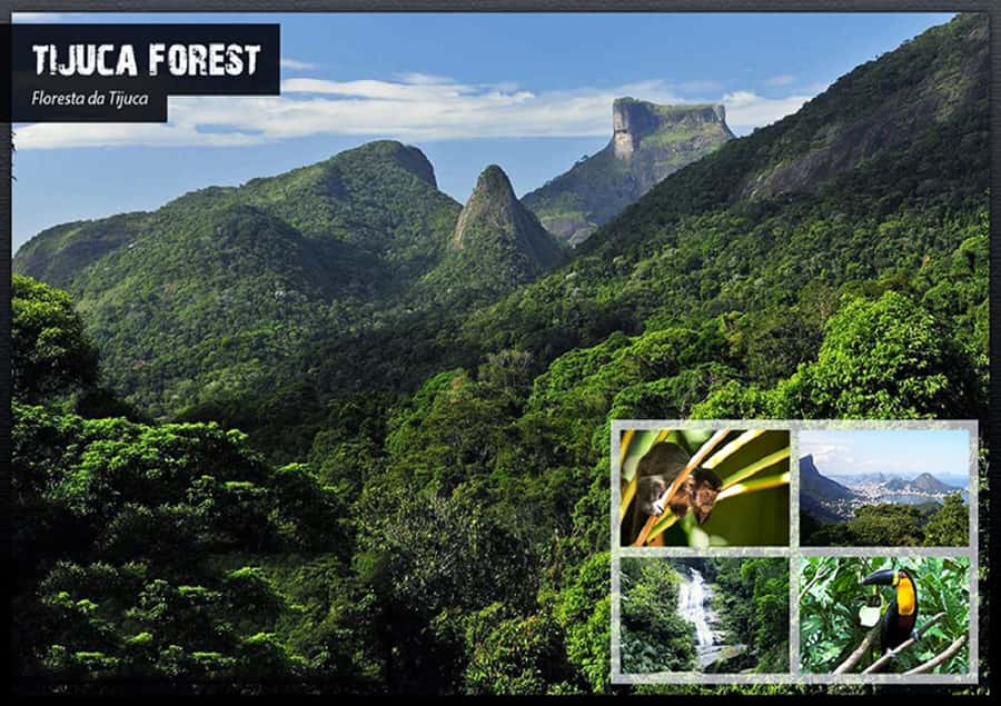 Rio de Janeiro: Tijuca National Park EcoTour - Cascatinha Taunay, the Park’s Main Waterfall Stop