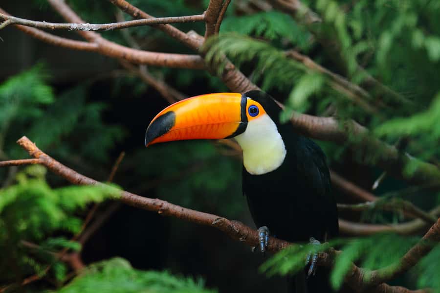 Rio de Janeiro: Tijuca National Park EcoTour - Vista Chinesa and the Weekday Timing Rule