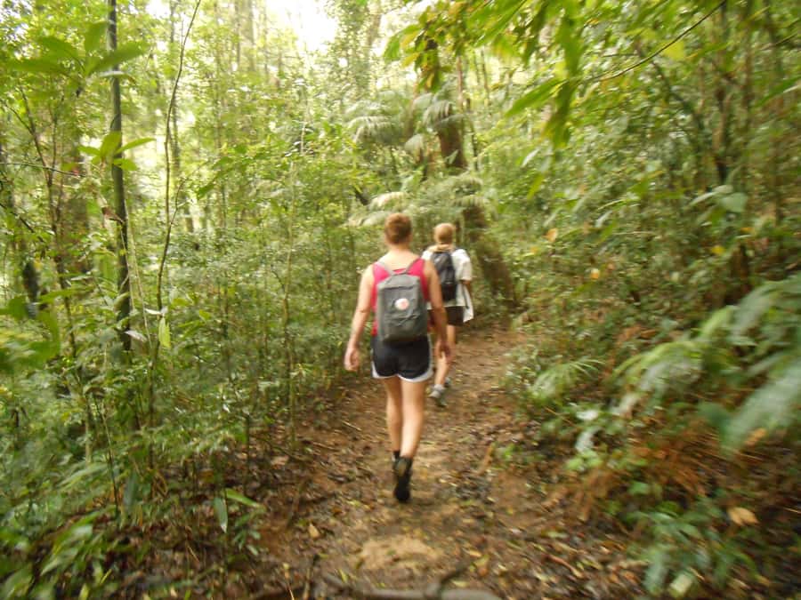 Rio de Janeiro: Tijuca National Park EcoTour - What the $83 Price Really Covers