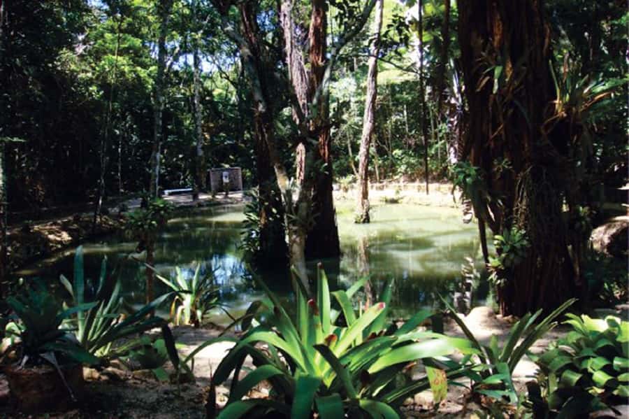 Rio de Janeiro: Tijuca National Park EcoTour - Should You Book the Tijuca National Park EcoTour?