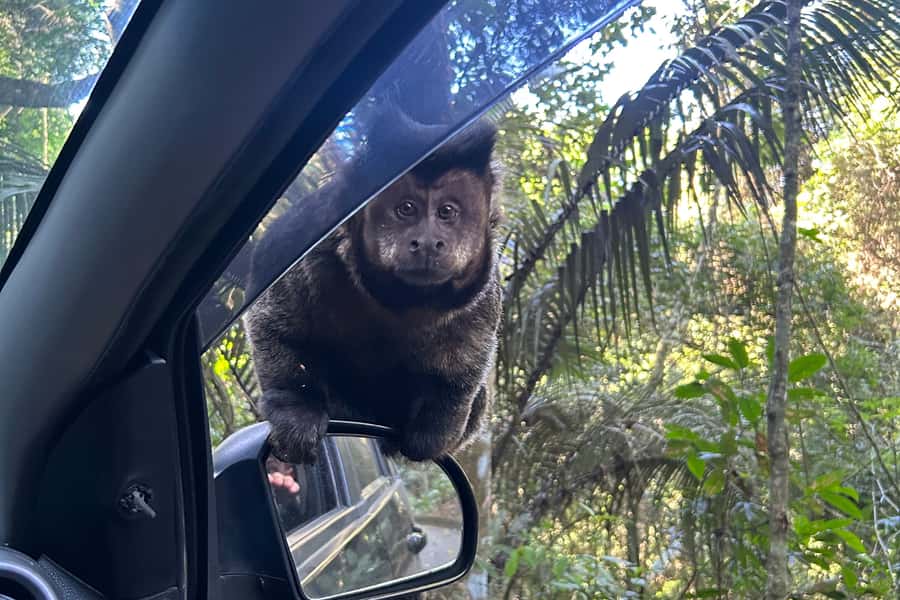 Rio de Janeiro: Tijuca National Park Tour - Key points to know before booking