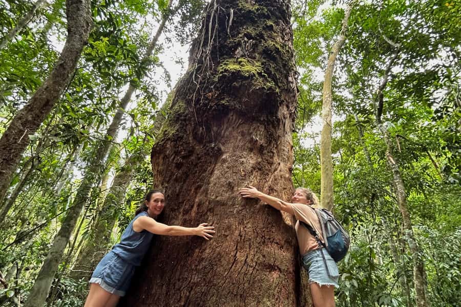 Rio de Janeiro: Tijuca National Park Tour - Why Tijuca National Park makes a good Rio morning