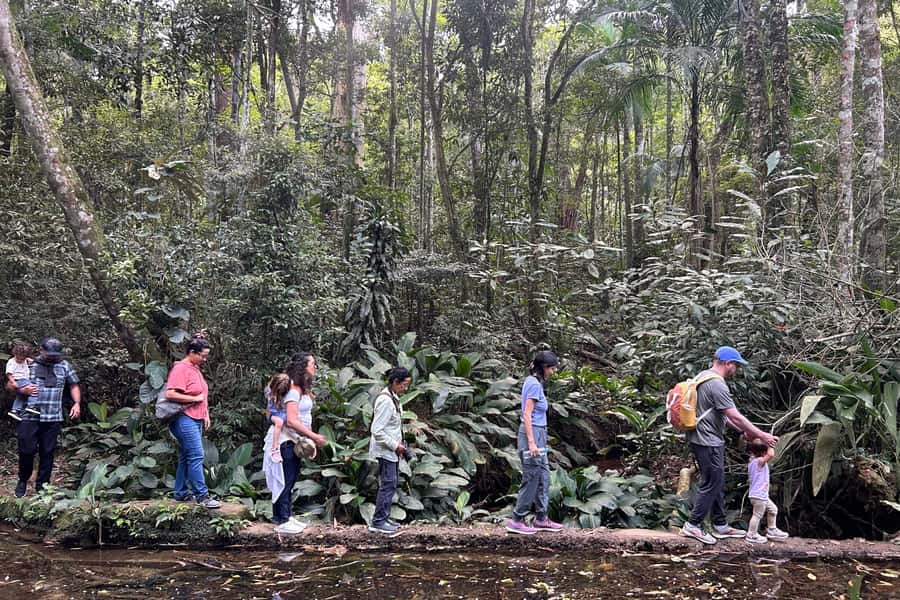 Rio de Janeiro: Tijuca National Park Tour - Cascatinha Taunay and the first forest views