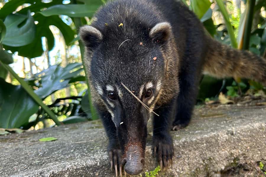 Rio de Janeiro: Tijuca National Park Tour - What the $79 price really covers