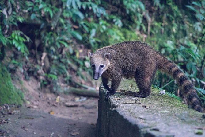 Rio de Janeiro Tijuca Rainforest Hike with Waterfalls and Caves - Why Tijuca makes a smart half-day escape