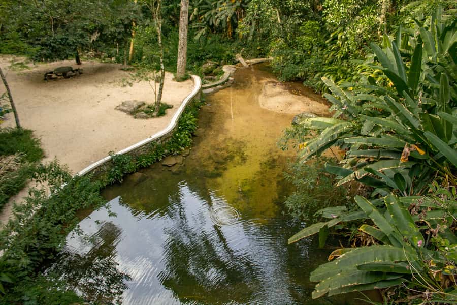 Rio: Half-Day Jeep Tour at Floresta da Tijuca - Who should book this Rio Jeep tour?