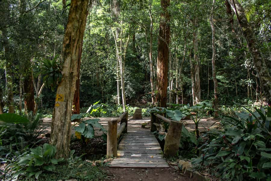 Rio: Half-Day Jeep Tour at Floresta da Tijuca - What the guides add to the experience