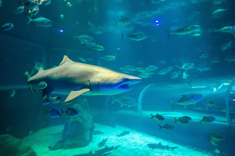 Rio: Olympic Boulevard, AquaRio and Museum of Tomorrow Tour - Should you book it?
