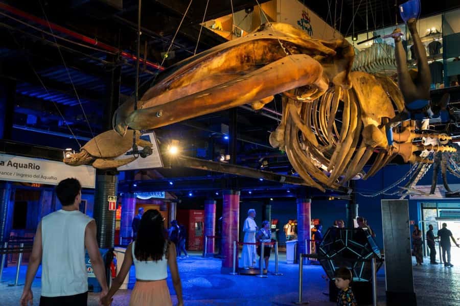 Rio: Olympic Boulevard, AquaRio and Museum of Tomorrow Tour - Who should book this Rio tour?