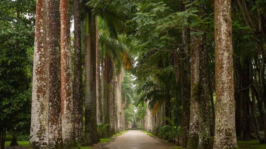 Rio’s Green Treasures: Tijuca Forest & Jardim Botânico Tour - Jardim Botânico: an easy start among flowers and palms