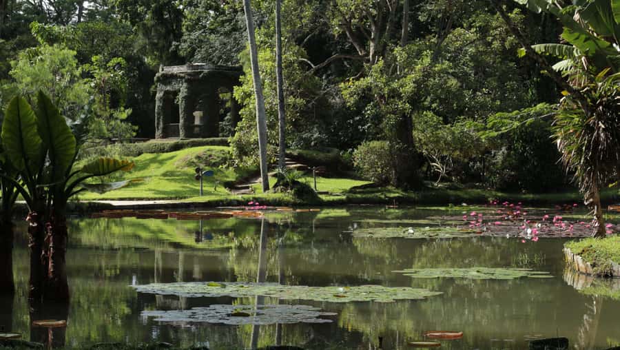 Rio’s Green Treasures: Tijuca Forest & Jardim Botânico Tour - Weather, comfort, and mobility