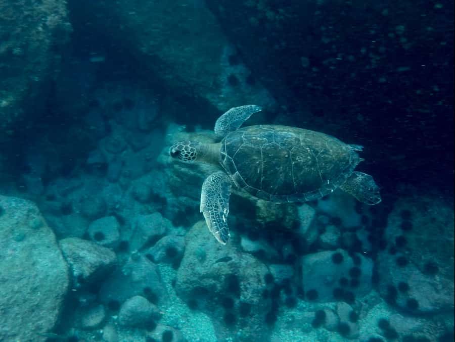 Rio: Snorkel & Swim with Turtles Tour at Tijuca Islands - A half-hour for island photos and a possible walk