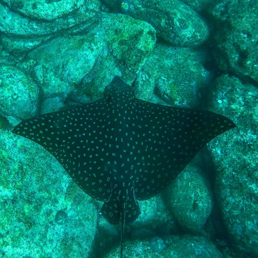 Rio: Snorkel & Swim with Turtles Tour at Tijuca Islands - The guide, languages, and group atmosphere