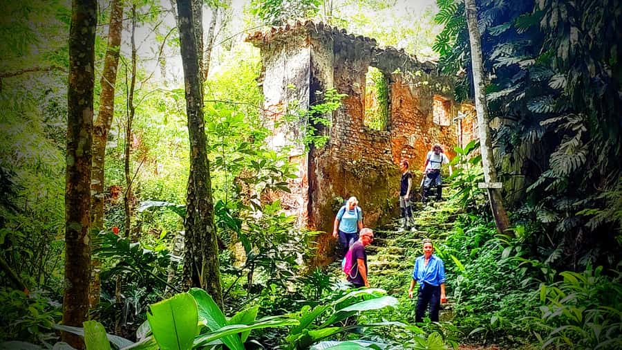 Rio: Tijuca Forest Small Group Hike to Caves and Waterfalls - Why Tijuca Forest is worth your morning