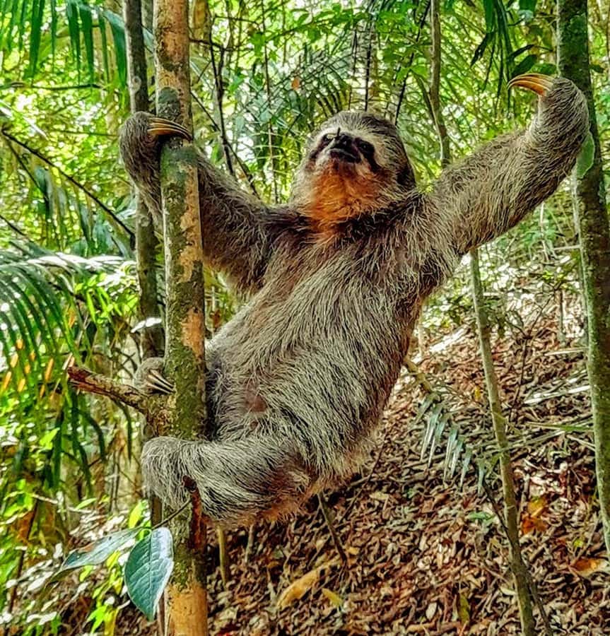 Rio: Tijuca Forest Small Group Hike to Caves and Waterfalls - Cascatinha Taunay and the first forest history
