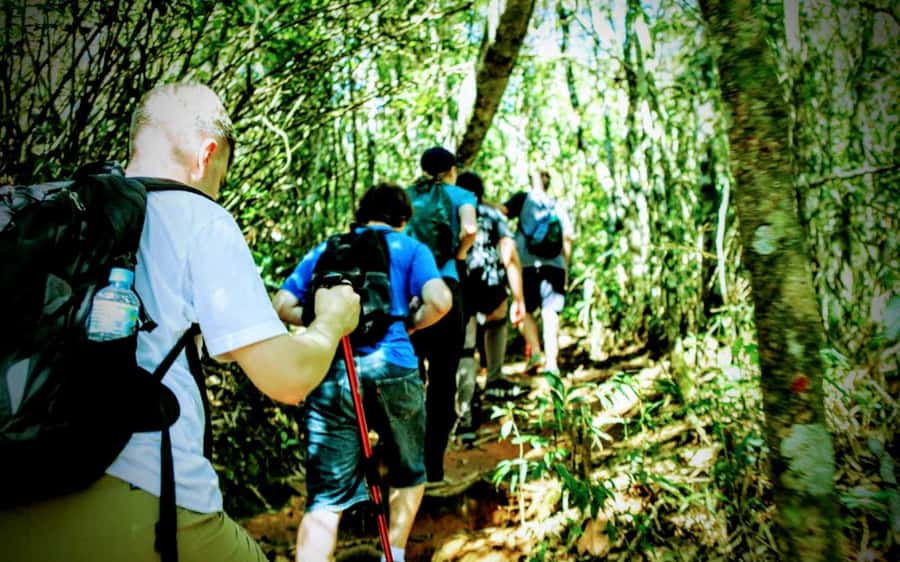 Rio: Tijuca National Park Small-Group Hike to Pedra Bonita - The return through the forest