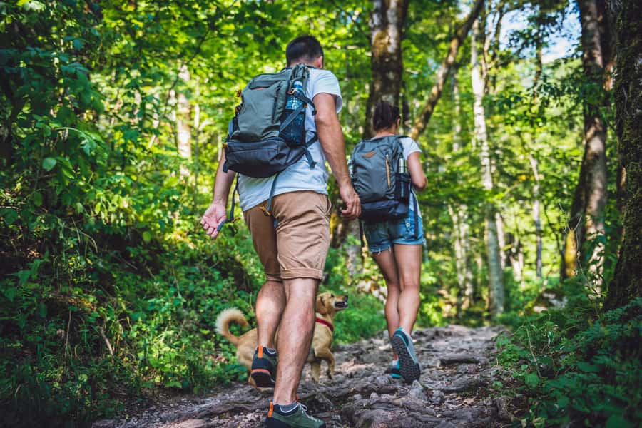 São Paulo: Atlantic Forest Hike in Jaraguá Park with Picnic - What the 3.6-kilometer forest trail feels like