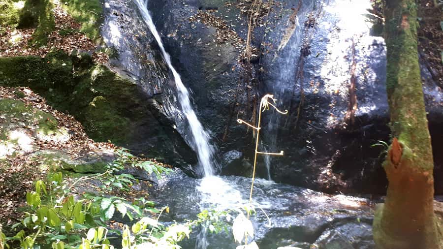 São Paulo: Cantareira Natural Park Guided Rainforest Hike - Key points to know before you go