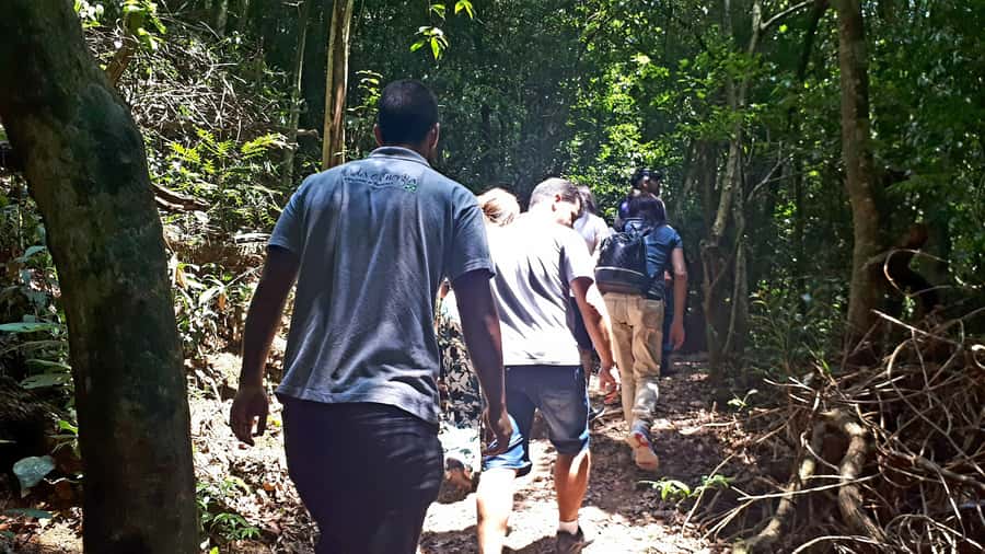 São Paulo: Cantareira Natural Park Guided Rainforest Hike - Guide quality and what it adds