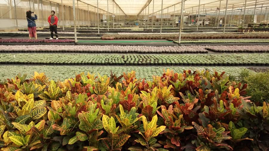 São Paulo: Holambra Colorful Flower Farm Guided Day Trip - Who Will Enjoy This Day Most