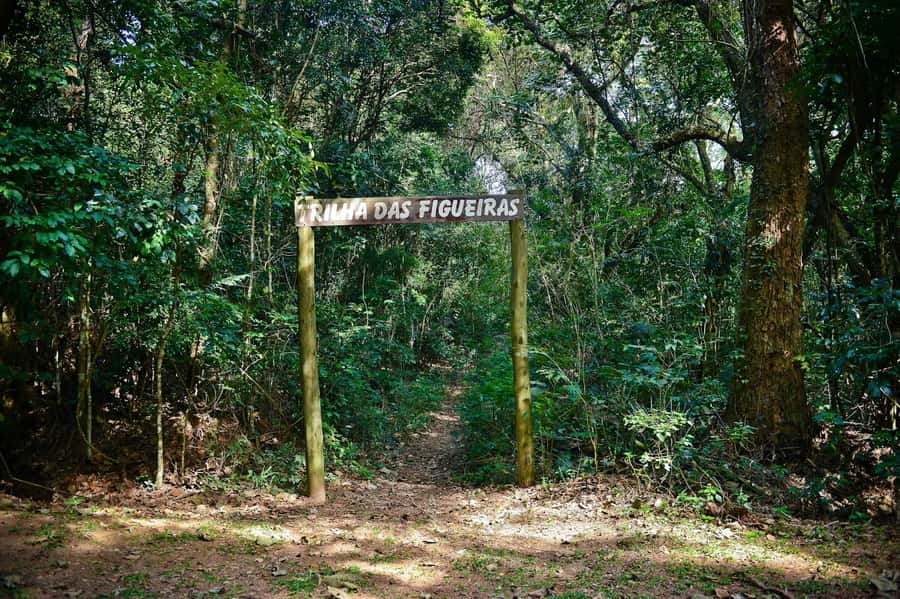 São Paulo Private Half Day Ecotour - The value of a private guide and included transport