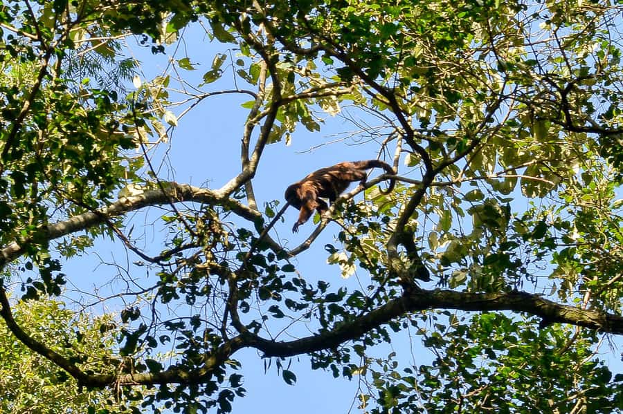 São Paulo Private Half Day Ecotour - Booking flexibility and practical details