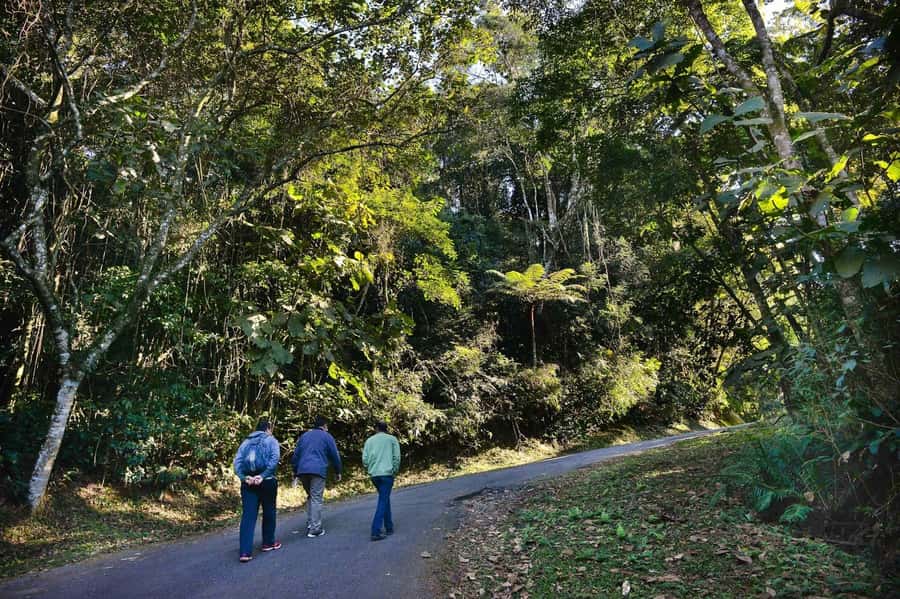 São Paulo Private Half Day Ecotour - Should you book this half-day hike?